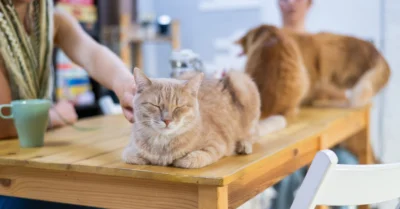 Cat Cafe in Abu Dhabi Guide: Pricing, Location & What to Expect